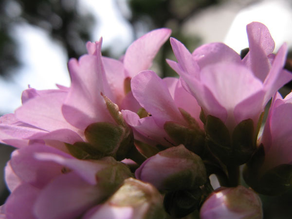 f:id:elmikamino:20100505110825j:image