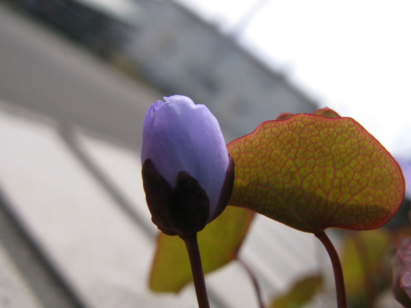 f:id:elmikamino:20100505110826j:image