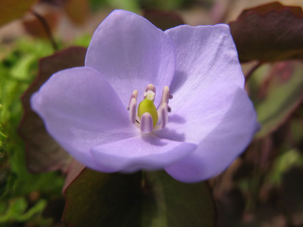 f:id:elmikamino:20100505110827j:image