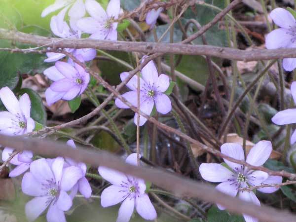 f:id:elmikamino:20100505110828j:image