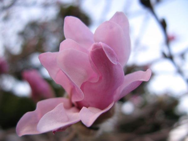 f:id:elmikamino:20100505110830j:image
