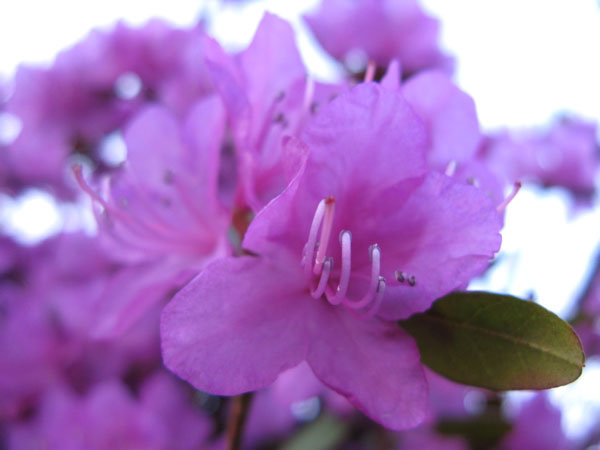 f:id:elmikamino:20100505110832j:image