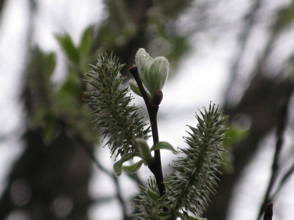 f:id:elmikamino:20100508130546j:image