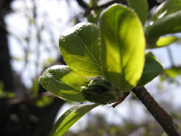 f:id:elmikamino:20100510123834j:image