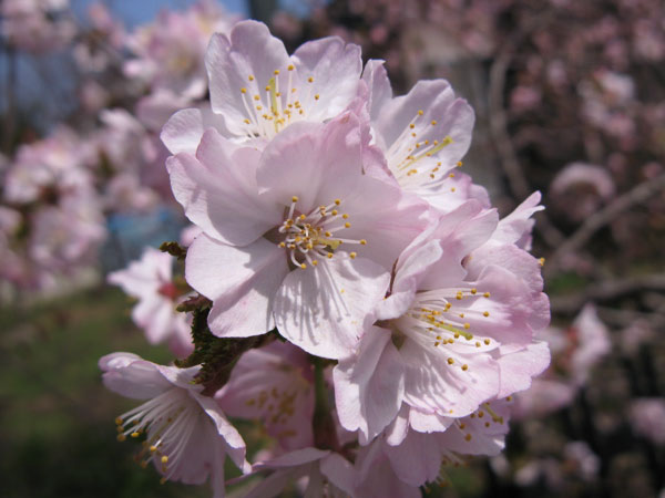 f:id:elmikamino:20100510123835j:image