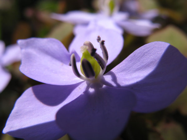 f:id:elmikamino:20100510123836j:image