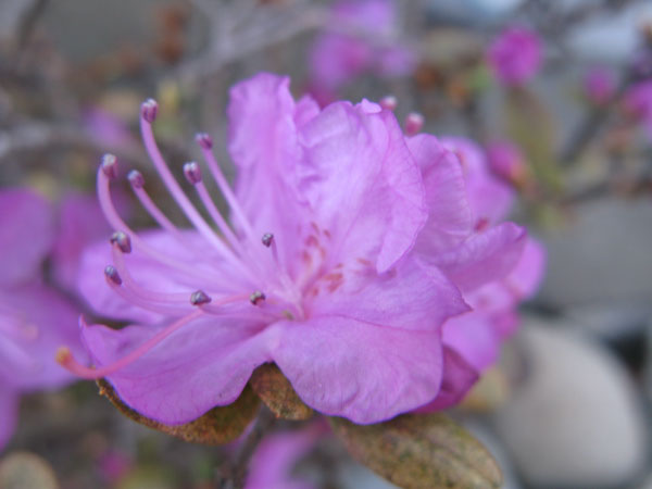 f:id:elmikamino:20100510123837j:image