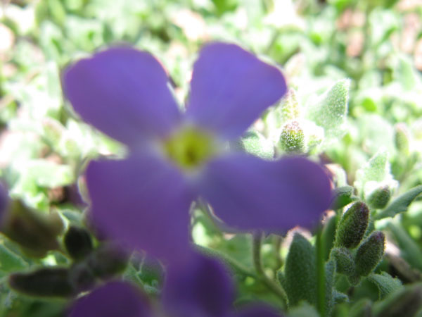f:id:elmikamino:20100510123839j:image