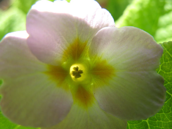 f:id:elmikamino:20100510123841j:image