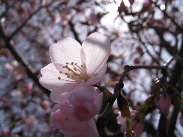 f:id:elmikamino:20100510123842j:image
