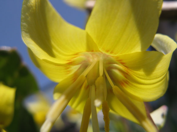 f:id:elmikamino:20100510123845j:image