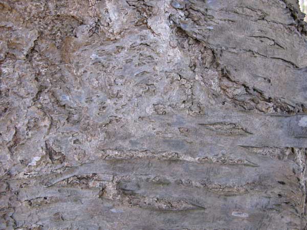 f:id:elmikamino:20100510123846j:image