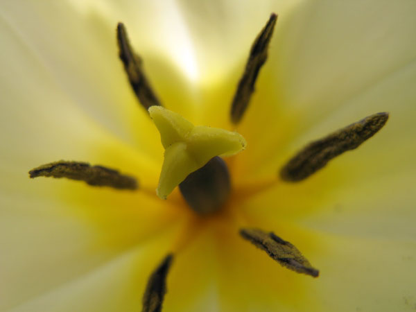 f:id:elmikamino:20100510123853j:image