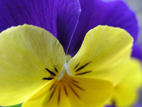 f:id:elmikamino:20100510123854j:image