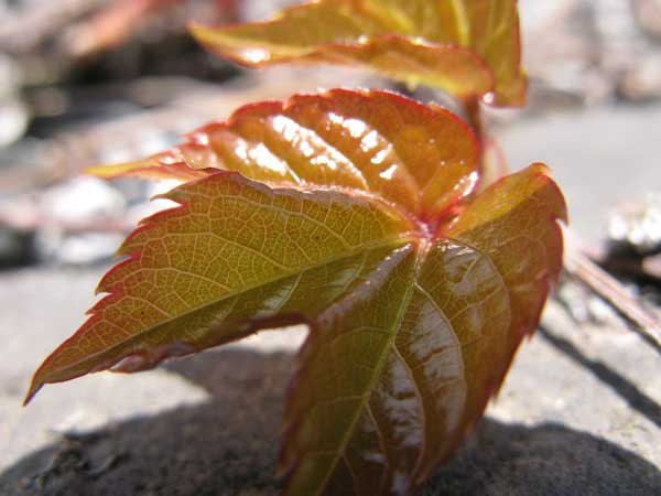 f:id:elmikamino:20100510123858j:image
