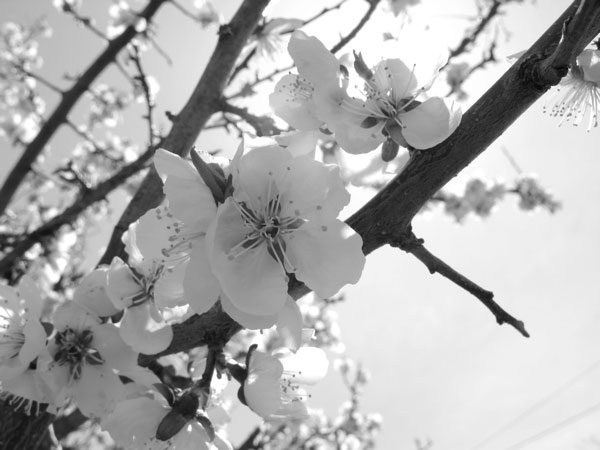 f:id:elmikamino:20100516112039j:image f:id:elmikamino:20100516112039j:image