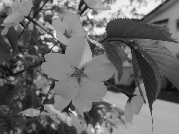 f:id:elmikamino:20100516112045j:image f:id:elmikamino:20100516112045j:image