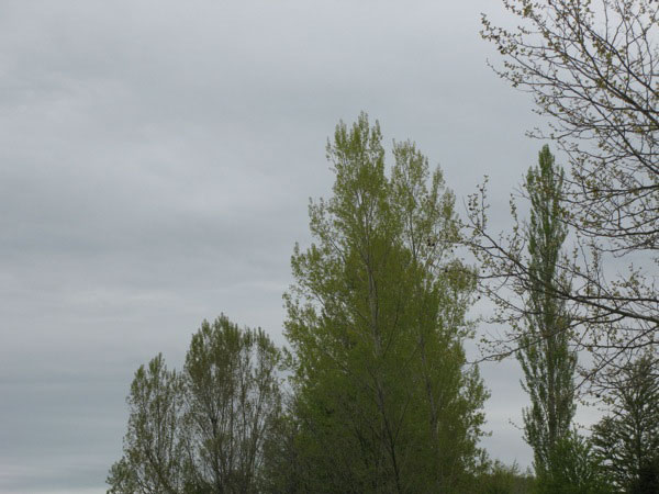 f:id:elmikamino:20100526085913j:image
