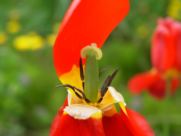 f:id:elmikamino:20100528111108j:image f:id:elmikamino:20100528111108j:image