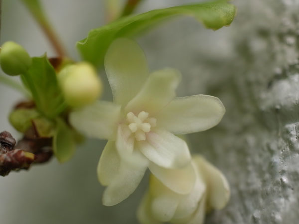 f:id:elmikamino:20100601104205j:image