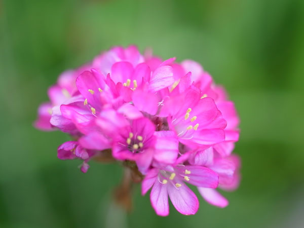 f:id:elmikamino:20100601104212j:image