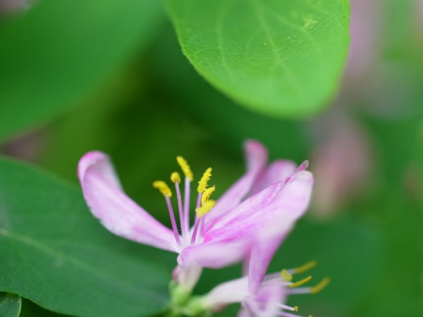 f:id:elmikamino:20100601104213j:image