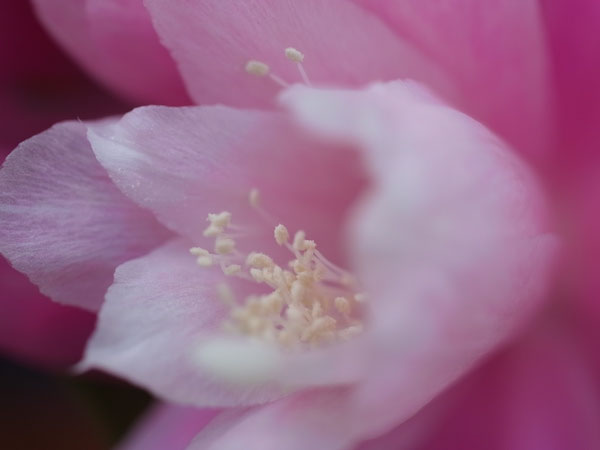 f:id:elmikamino:20100601104214j:image