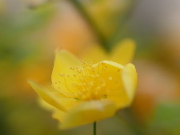 f:id:elmikamino:20100601104215j:image
