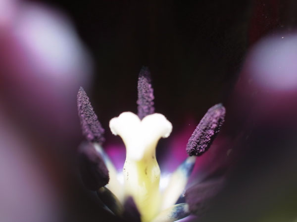 f:id:elmikamino:20100601104217j:image