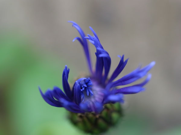 f:id:elmikamino:20100601104220j:image