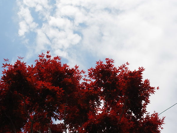 f:id:elmikamino:20100601104223j:image