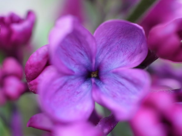 f:id:elmikamino:20100601104225j:image