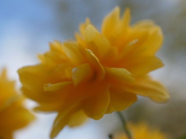 f:id:elmikamino:20100601104226j:image