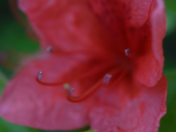f:id:elmikamino:20100601104228j:image