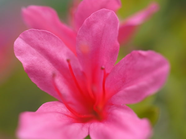 f:id:elmikamino:20100601104230j:image