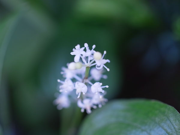 f:id:elmikamino:20100602194831j:image
