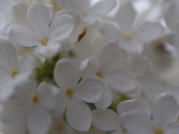 f:id:elmikamino:20100602194832j:image