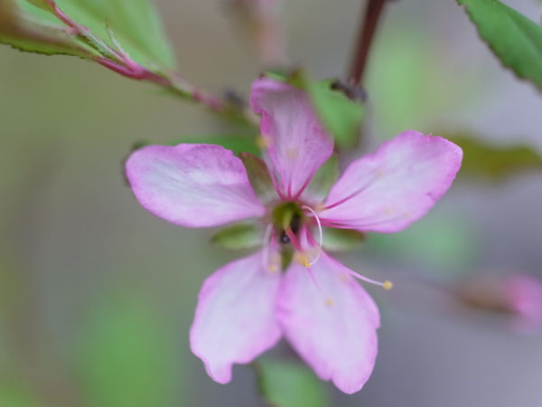 f:id:elmikamino:20100602194834j:image