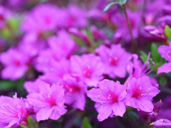 f:id:elmikamino:20100602194835j:image