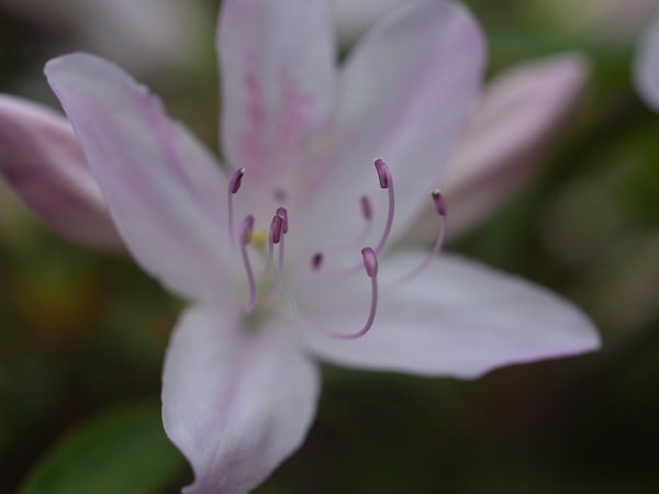 f:id:elmikamino:20100602194836j:image