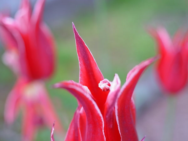 f:id:elmikamino:20100602194838j:image