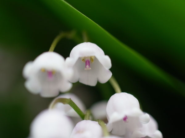 f:id:elmikamino:20100602194839j:image