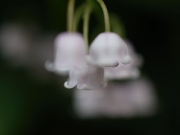 f:id:elmikamino:20100602194840j:image