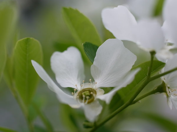f:id:elmikamino:20100602194841j:image