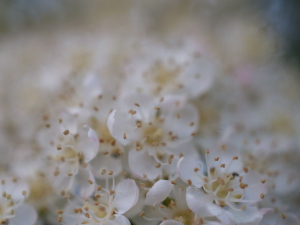 f:id:elmikamino:20100602194842j:image