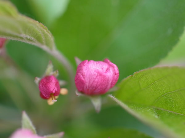 f:id:elmikamino:20100602194843j:image