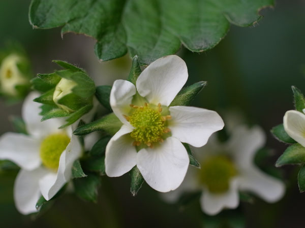 f:id:elmikamino:20100602194844j:image