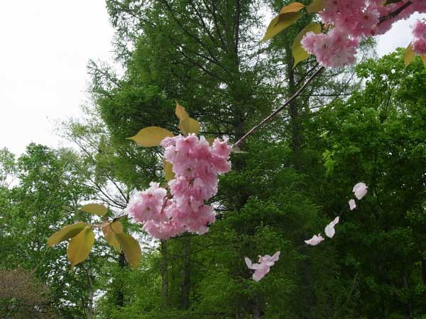 f:id:elmikamino:20100605105901j:image