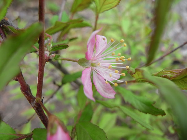 f:id:elmikamino:20100605105902j:image