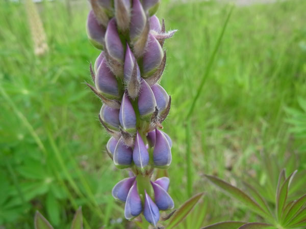 f:id:elmikamino:20100605105903j:image